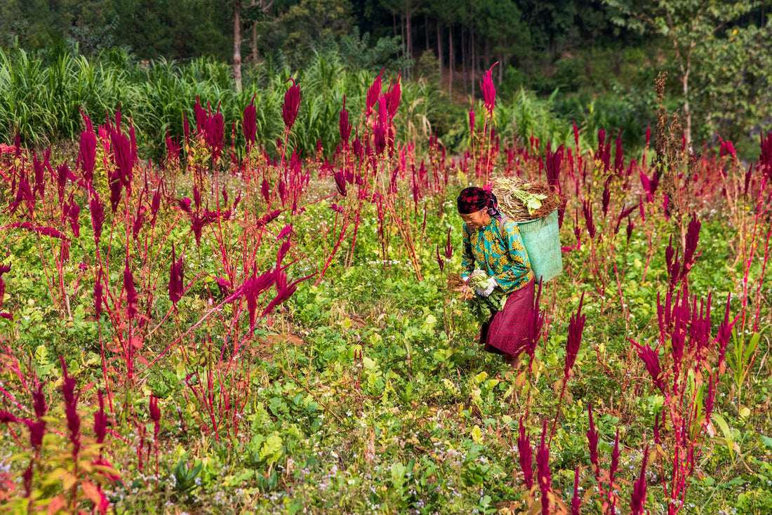 Why Amaranth is the Superfood You’ve Been Missing